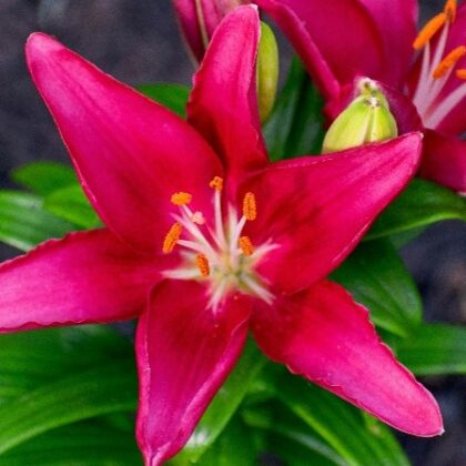 Asiatic lilly flower