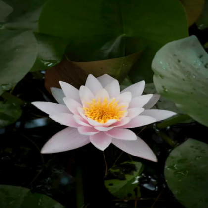 Lotus