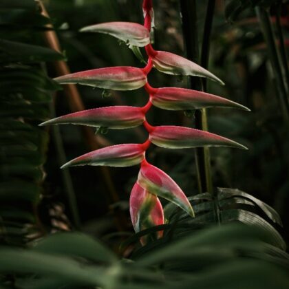 HANGING HELICONIA