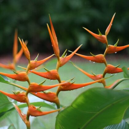HELICONIA (INDONESIA)