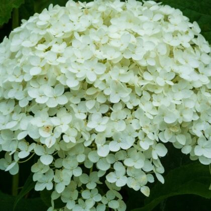 HYDRANGEA