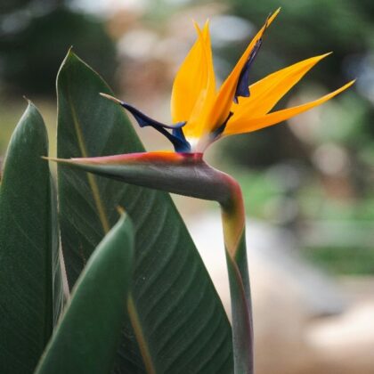 Bird of paradise flower