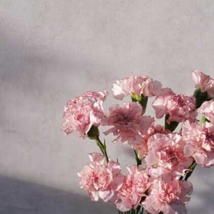 Carnations