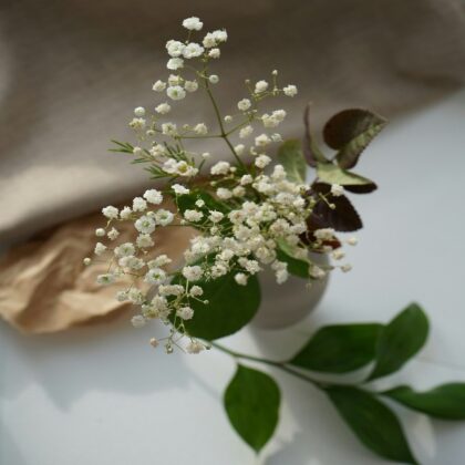 Gypsophila