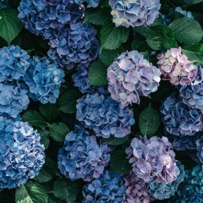 Hydrangea