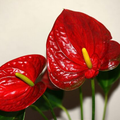 Anthuriums