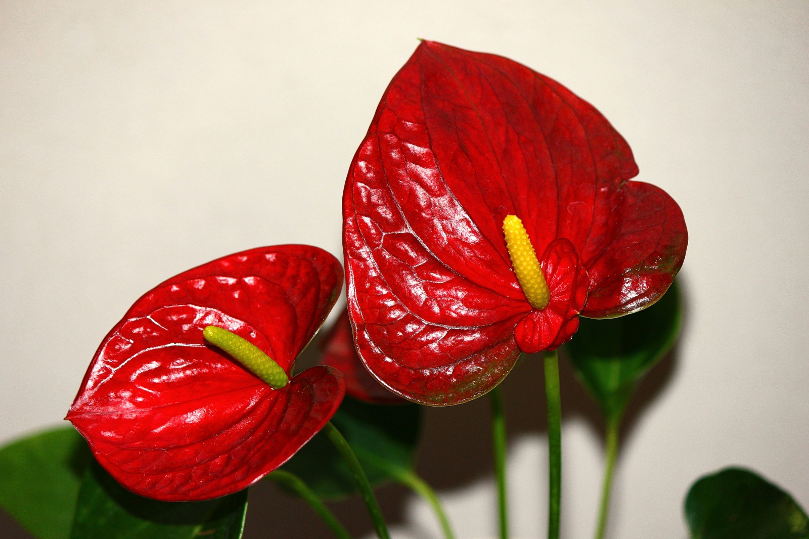 Anthuriums