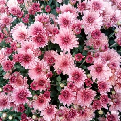 Chrysantemums