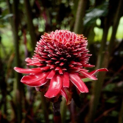 Torch Ginger Flower
