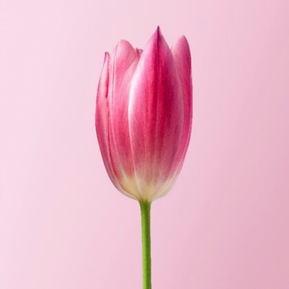 Tulips FLOWER