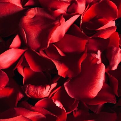 ROSE PETALS