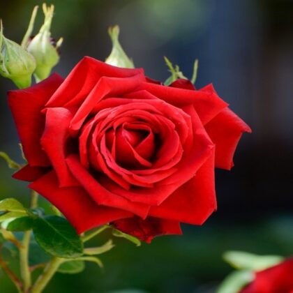 RED ROSE