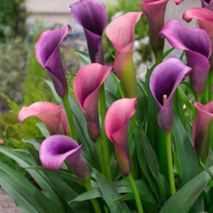 CALLA LILY FLOWER