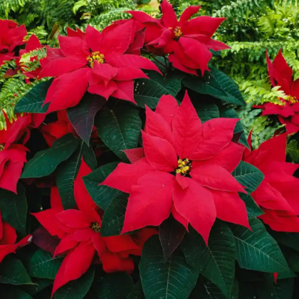 PONCETTIA PLANT RED