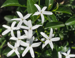JASMINE FLOWER