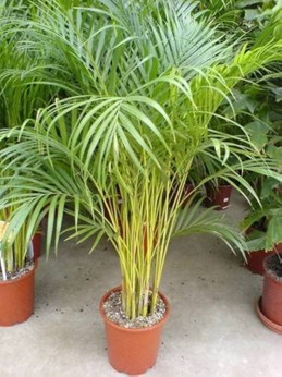 HARKA PALM WITH POT