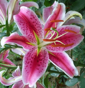 ORIENTAL LILLY