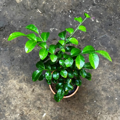 KAMINI LEAVES