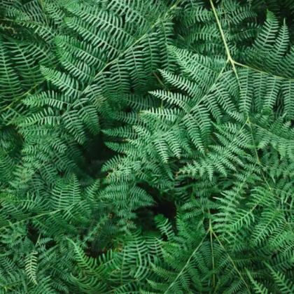 LEATHER LEAVES