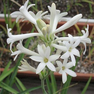 TUBEROSE FLOWER