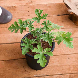 PANNER LEAVES