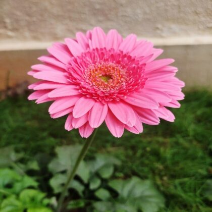 GERBERA FLOWER