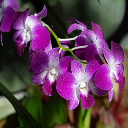ORCHIDS