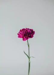 DUTCH CARNATION