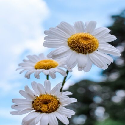 DAISY FLOWER